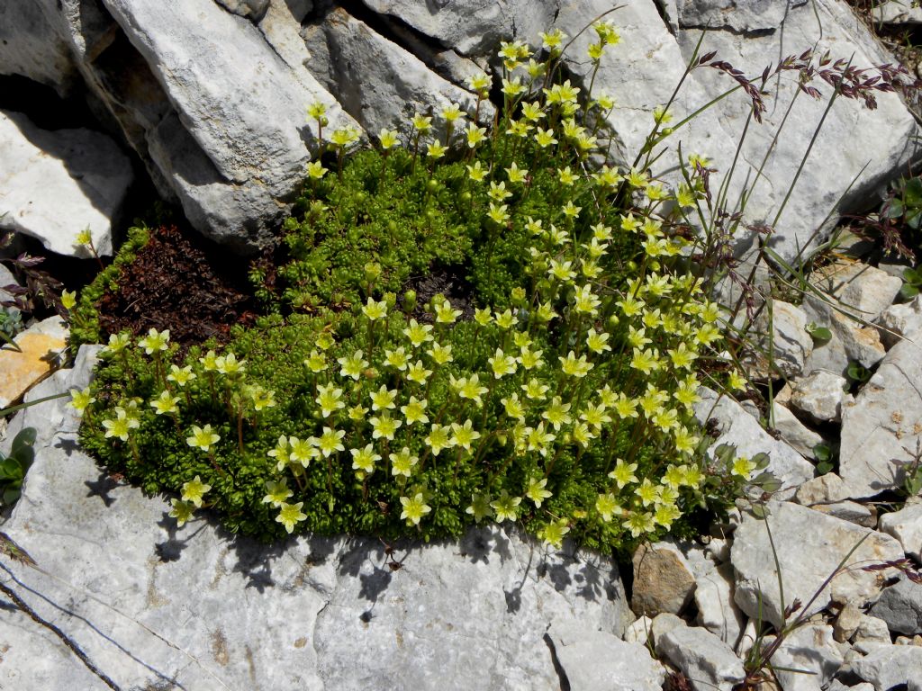 quale Saxifraga?  Saxifraga gr. exarata